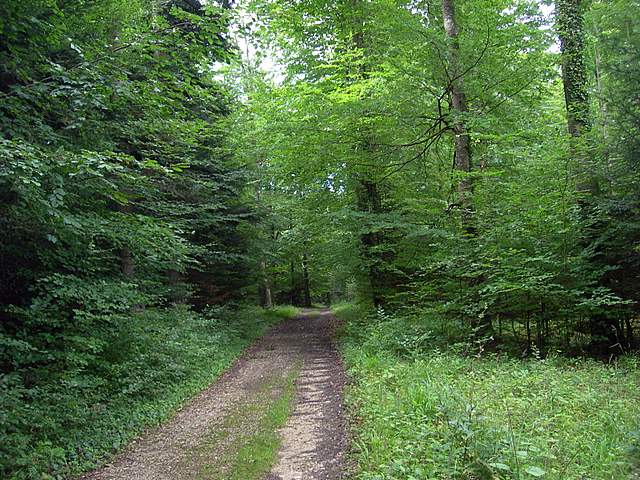 La  foresta di  Rodersdorf  (CH)